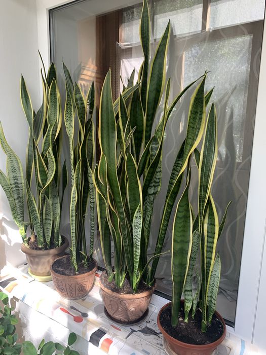 Сансевиерия, «щучий хвост», «тещин язык»