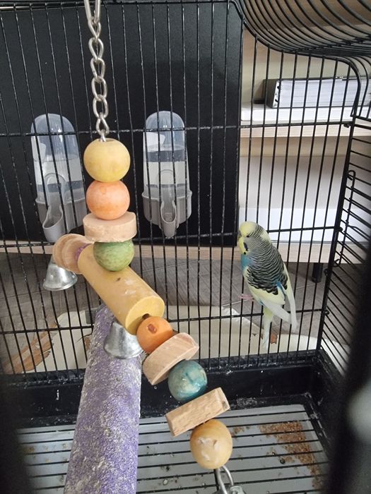 Vand papagali perusi