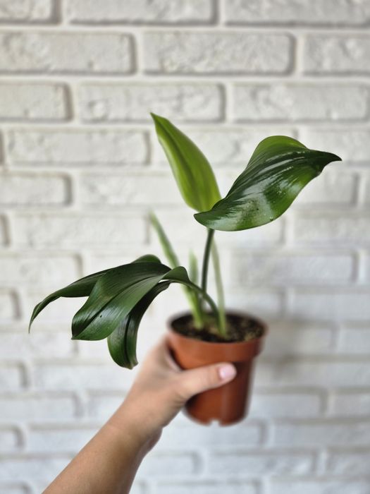 Продам Эухарис (Лилия)