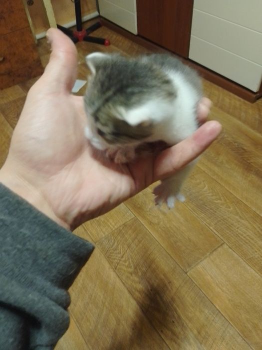 Отдам Даром Котят