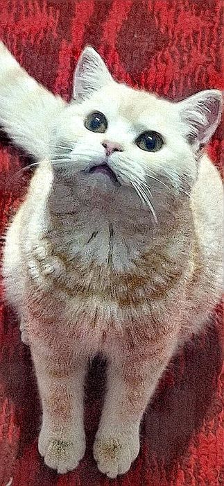 Mushuk o'g'il bola,Кошка мальчик