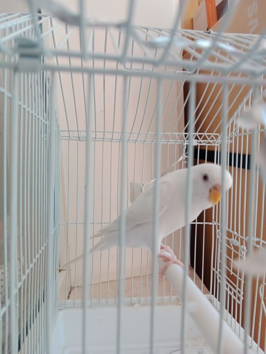Продам попугай с клеткой