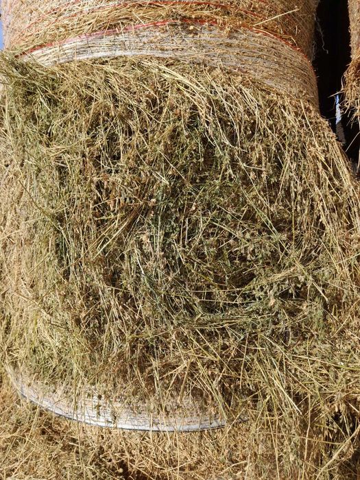 Vând baloți de lucernă