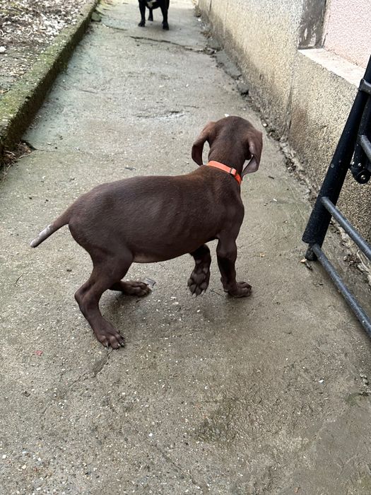 Немски късокосмест пойнтер