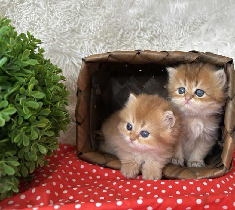 Златна чинчила -британски котенца