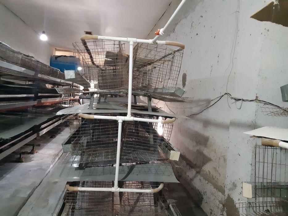 Товук ферма учун катаклар