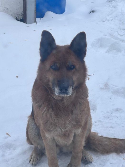 Продам две парочки