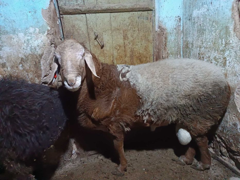 Qoy qoy Turkmen Arashan champion zot xali  bola zot