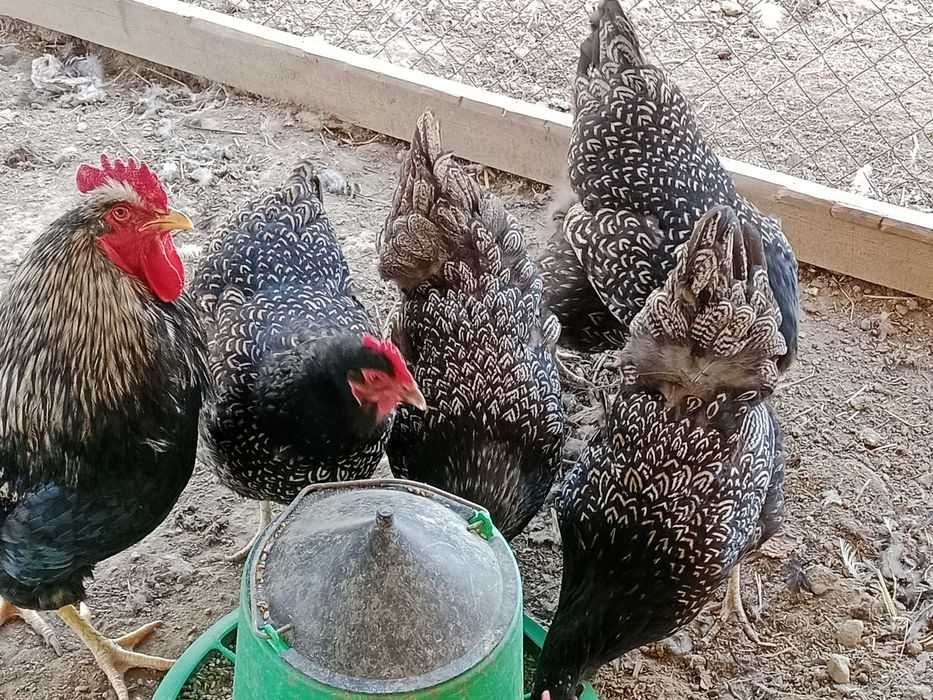 Барневельдеры 3 курочки