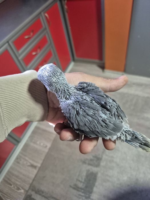 Малък Александър