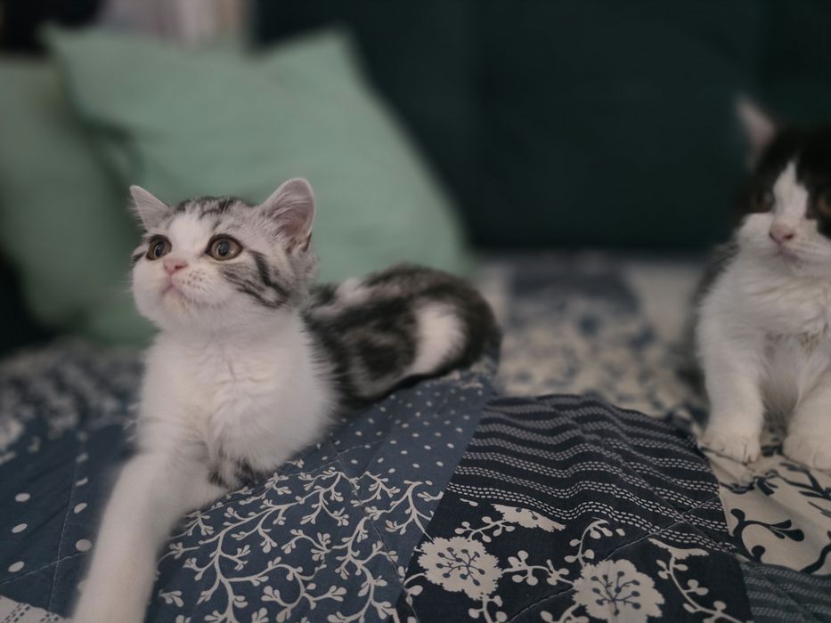 Британские котята