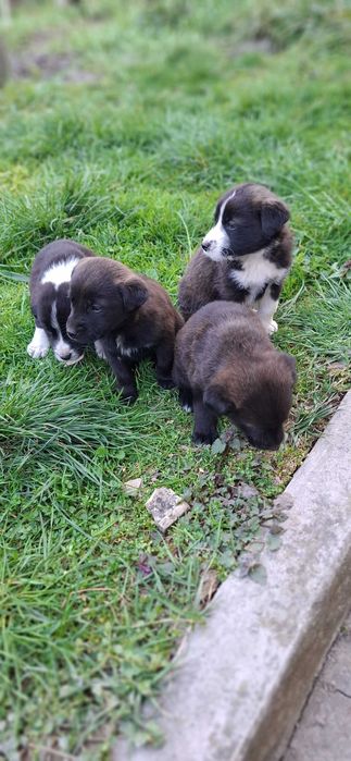 Малки сладки кученца