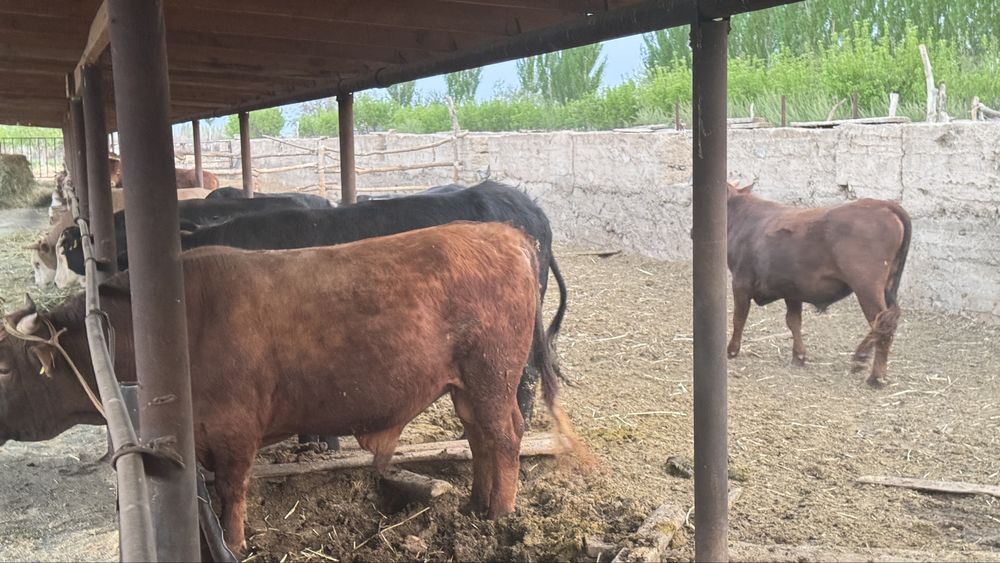 Бұқалар! Бычки!!!