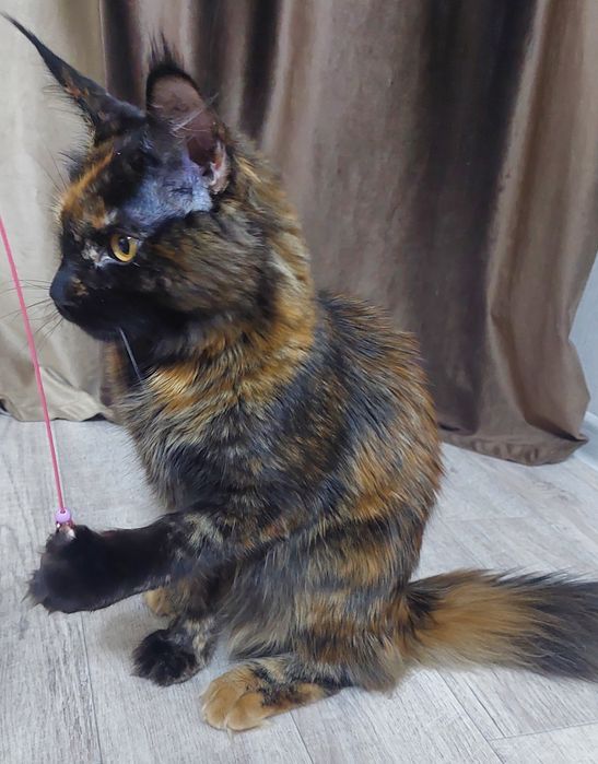 Кошечка Мей-кун  5 месяцев