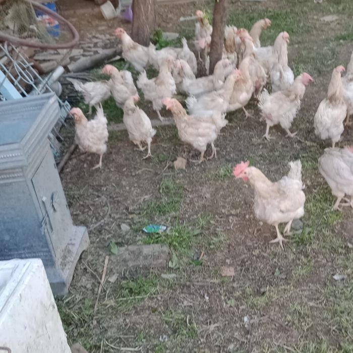 Тауктар тукымдап тур