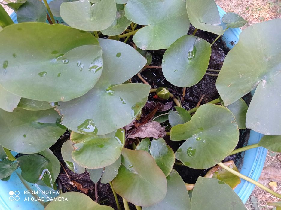 Водна лилия розов и бял цвят