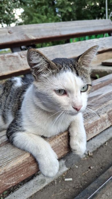 Пристраивается кот и кошка