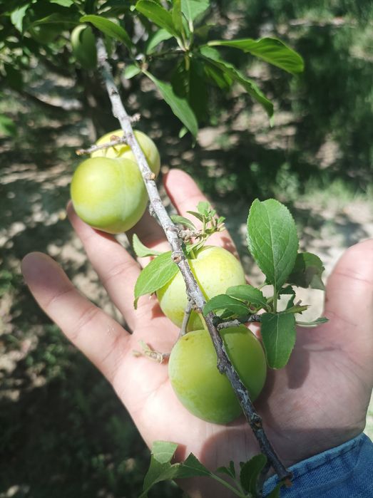 2 sotiq bino molxona 3 gektar bogi bilan