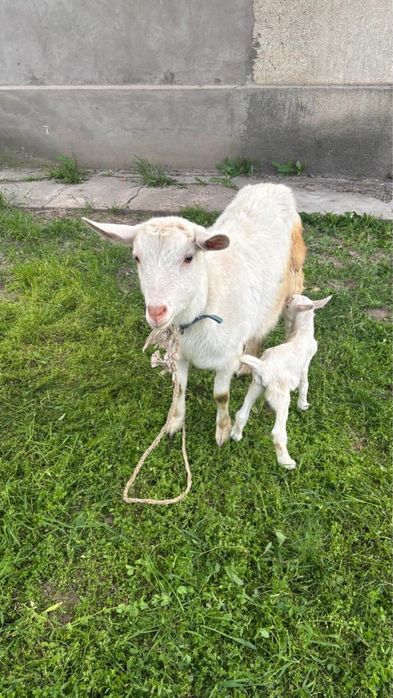 Ешкі сүтті+лағымен