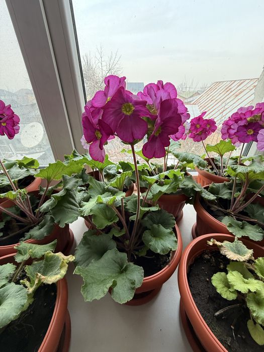 цветы продам малочай, каланхое, примула