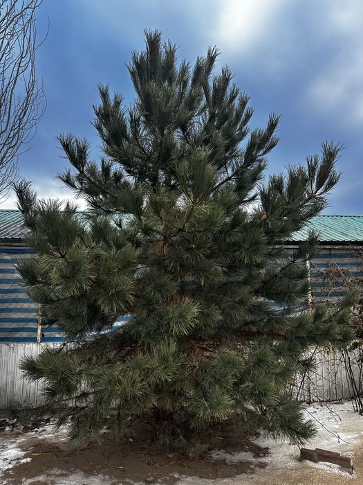 Сосна крымская,ель сибирская