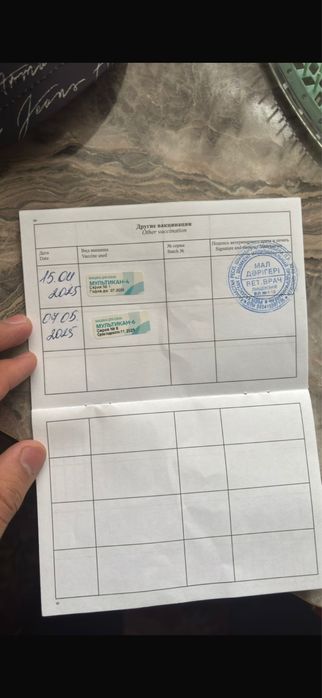 Черная овчарка самец