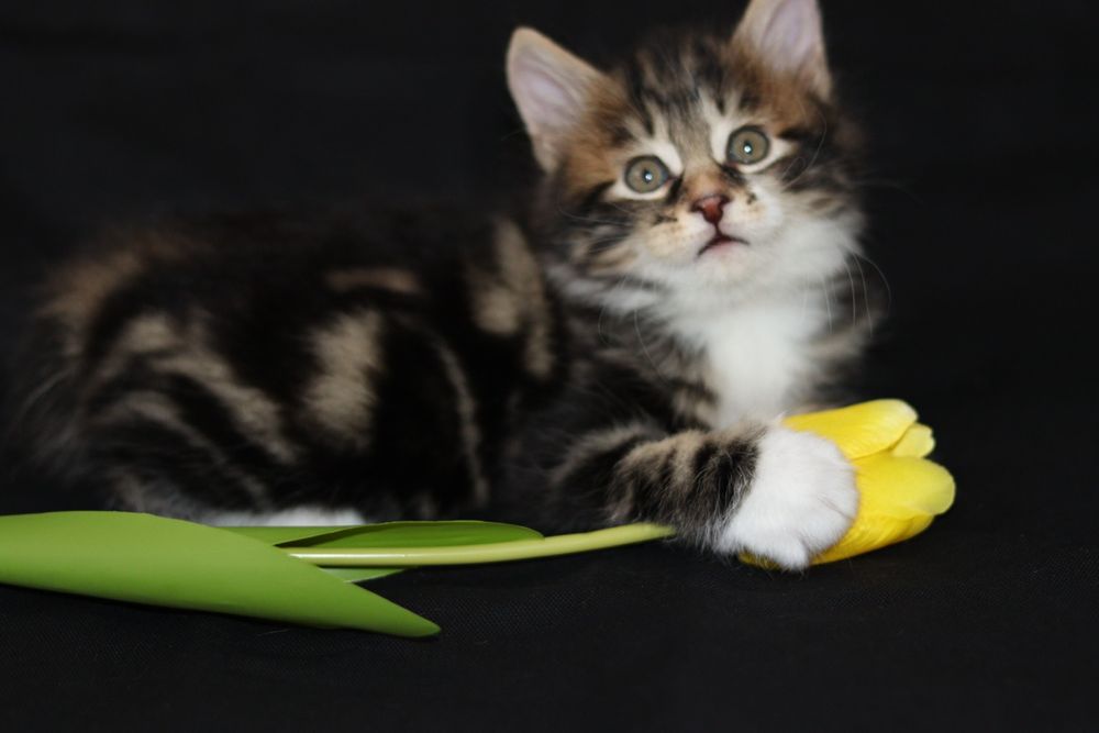 Кот курильского бобтейла