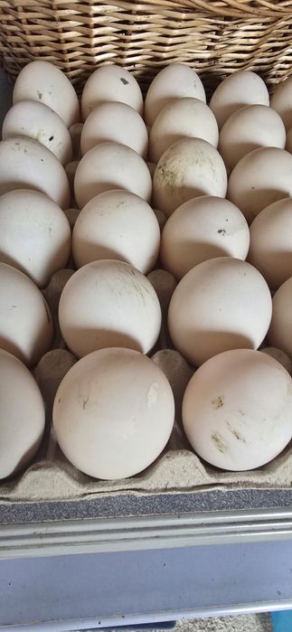 Oua Rate Rouen incubator