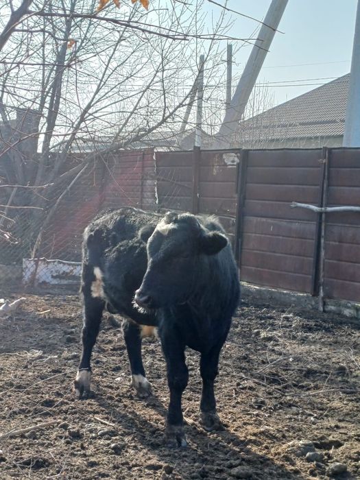 2 жасар бука сатылады