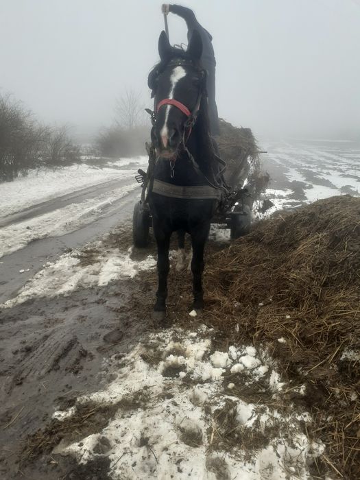 Vand iapa bună de ham blândă de 8 ani