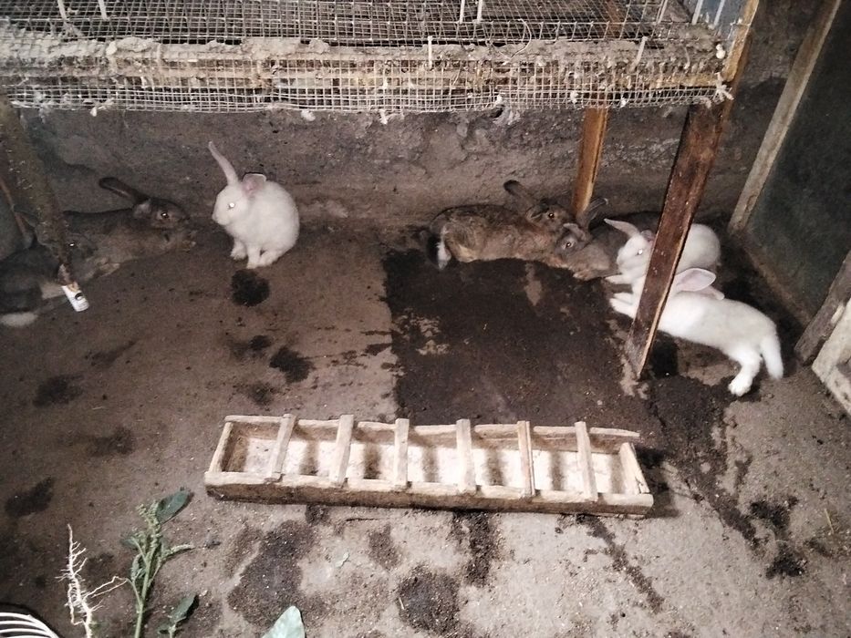 Продаются кролики