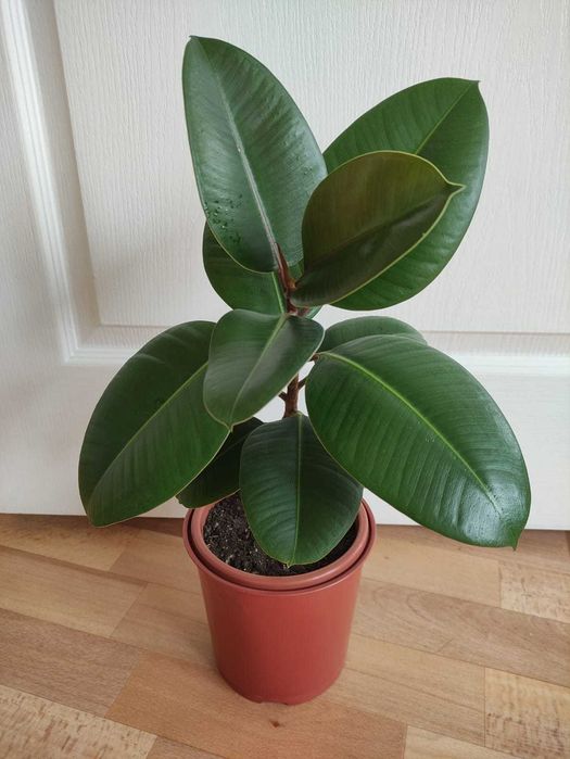 Фикус украсит ваш дом