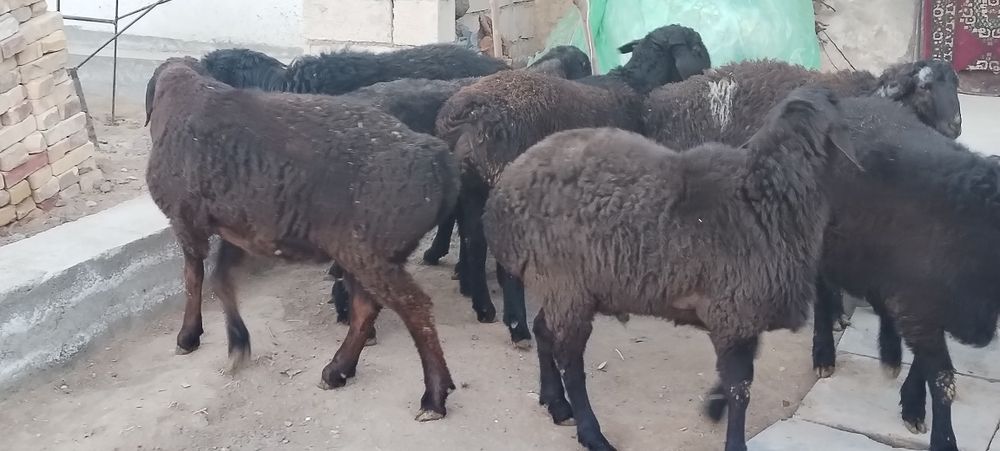 Кузи Кучкорлар сотилади 8 10 ойлик киргизистан сони 10та еб ичиши зор.