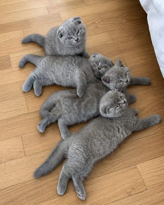 Шотландские котята