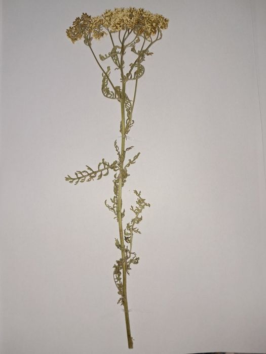 Хербарии за студенти по Ветеринарна и Хуманна медицина