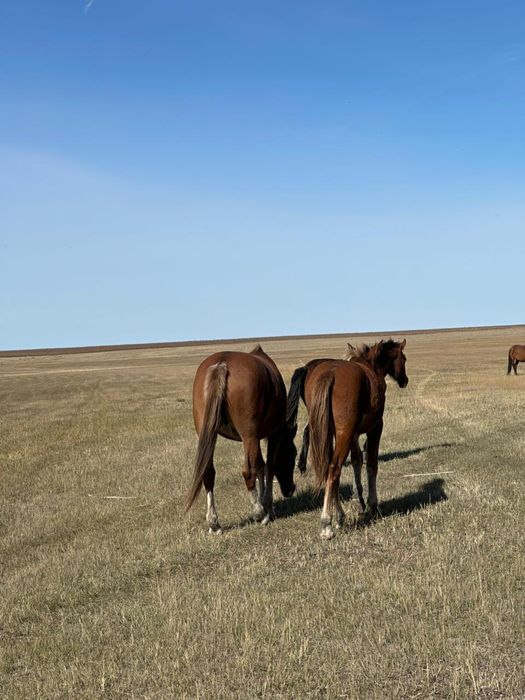 Тяж тайлар сатылады