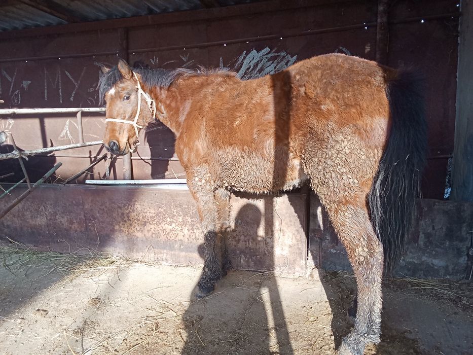 Байтал сатылады 3 жасар