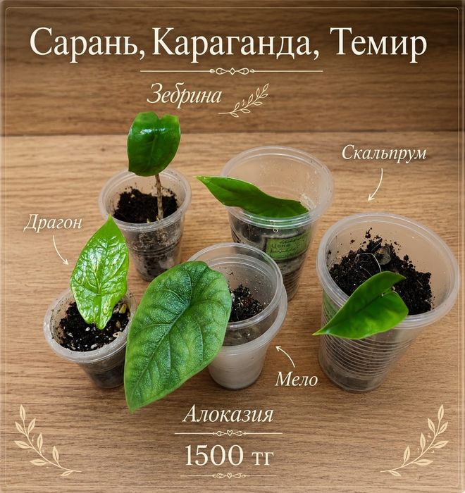 Алоказия алоказия