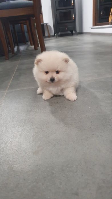 Куче Померан мъжко