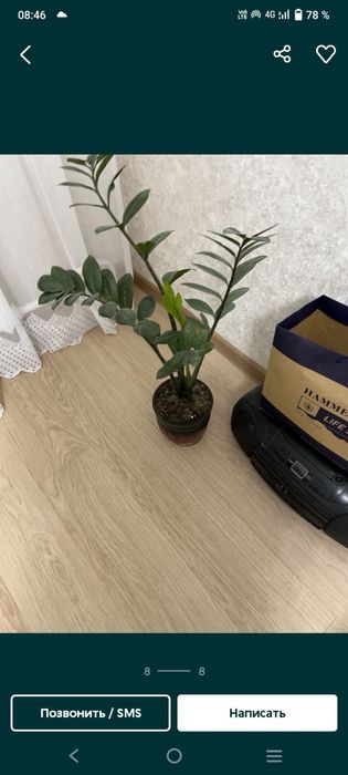 Лечебное комнатное растения алое