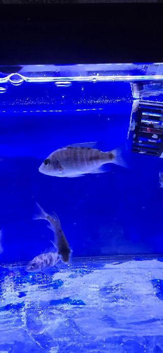 Ciclide africane malawi aulonocara mbuna Ieftin