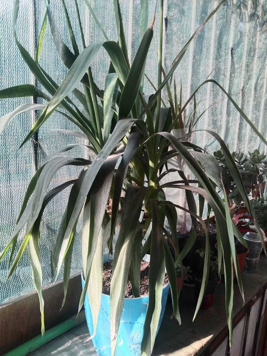 филодендрон Селлоум, юкка, фикус бенджамина- большие растения