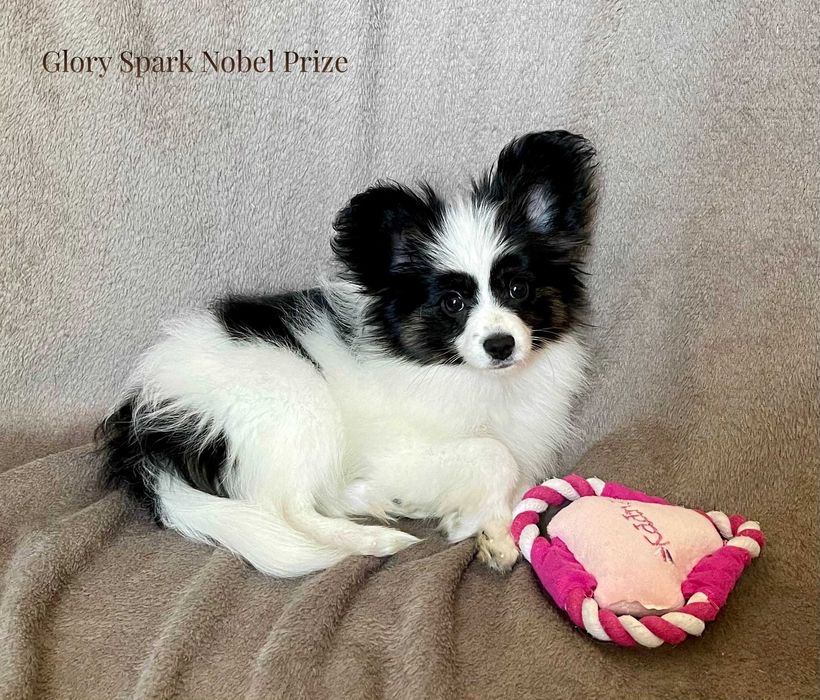 Чистокръвен папийон c родословие FCI