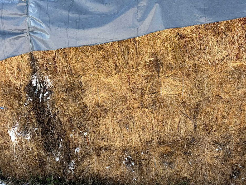 Vind baloți de trifoi dreptunghiulari