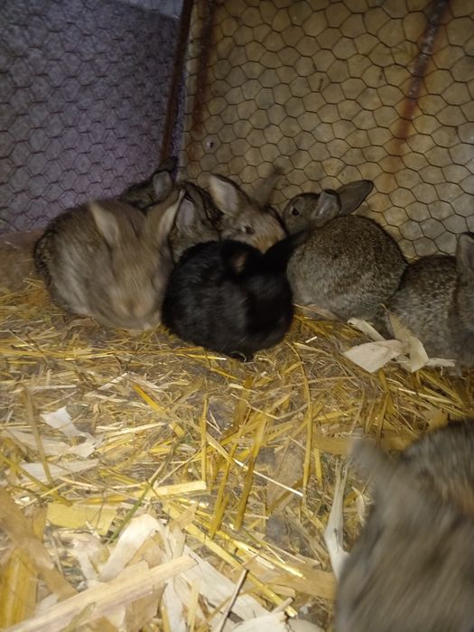 Vând iepurași vârstă 6 saptamani