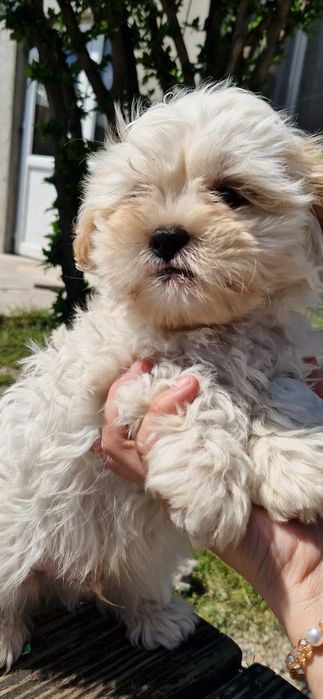 Baiat și  fata shih tzu