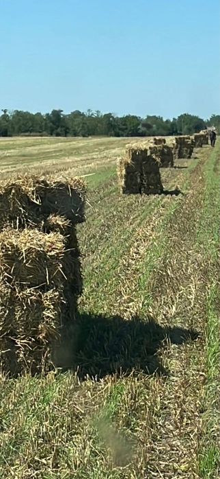 Baloti: Lucerna /Paie/Miriste/Fan.