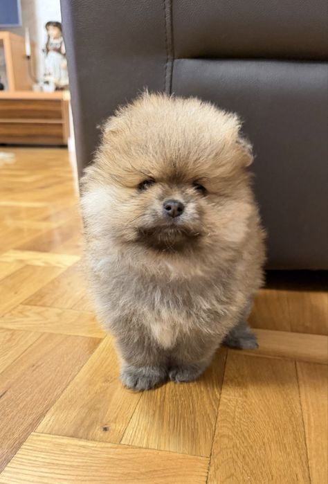 Catel Pomeranian