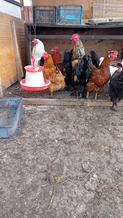 Vând/schimb prepelițe și cocoși