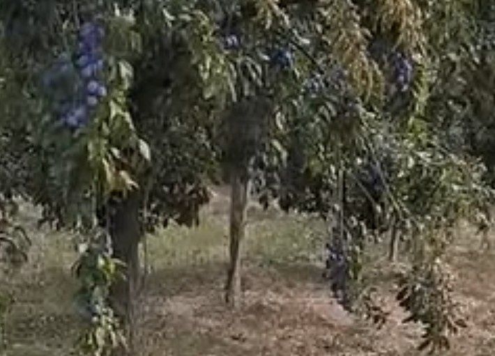 Prune pentru țuică,Anna Spath!